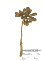 藏品(沙漠玫瑰)的圖片